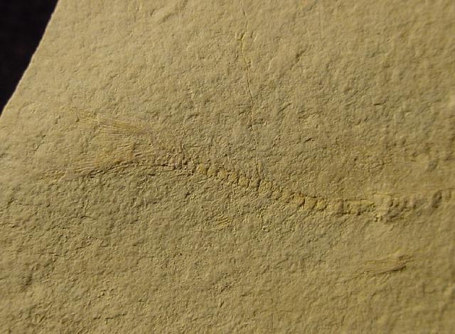 Leptolepides sprattiformis (BLAINVILLE 1818) - Bild © FossNet FossilienStore